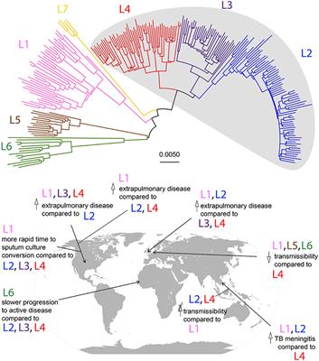 Mycobacterial Evolution Intersects With Host Tolerance